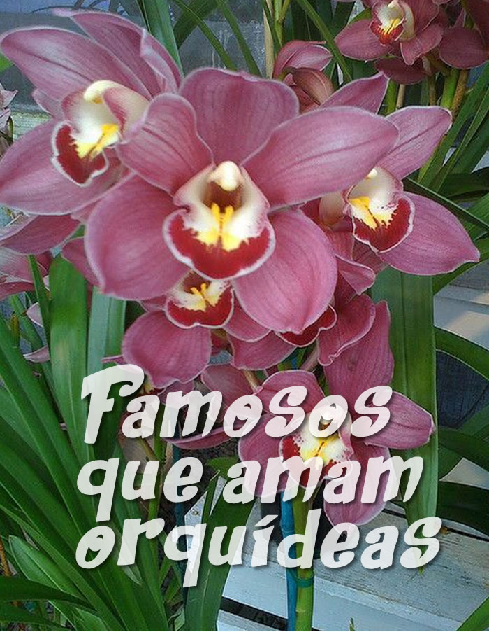 Celebridades que amam orquídeas